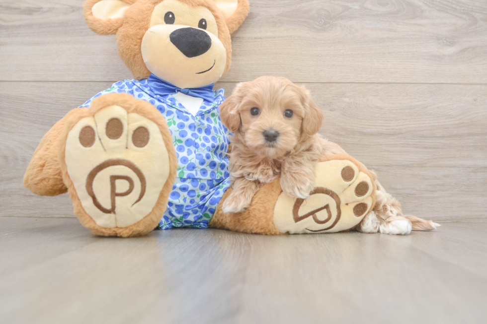 Cute Maltipoo Baby