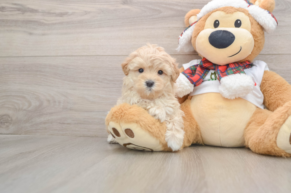 5 week old Maltipoo Puppy For Sale - Seaside Pups