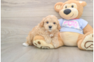 Maltipoo Puppy for Adoption