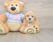 9 week old Maltipoo Puppy For Sale - Seaside Pups