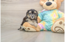 Fluffy Maltipoo Poodle Mix Pup