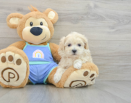 8 week old Maltipoo Puppy For Sale - Seaside Pups