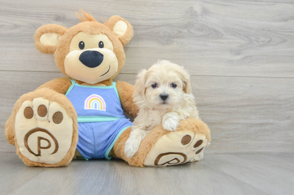 6 week old Maltipoo Puppy For Sale - Seaside Pups