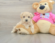 8 week old Maltipoo Puppy For Sale - Seaside Pups