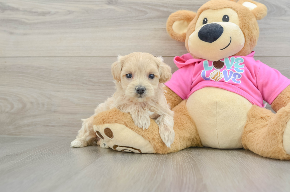 6 week old Maltipoo Puppy For Sale - Seaside Pups