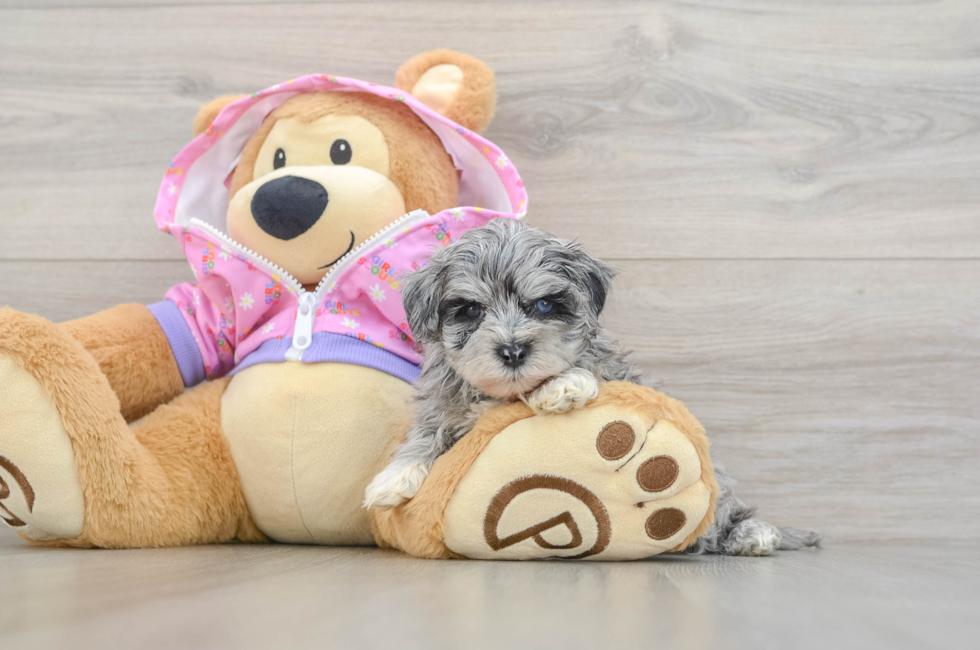 6 week old Maltipoo Puppy For Sale - Seaside Pups