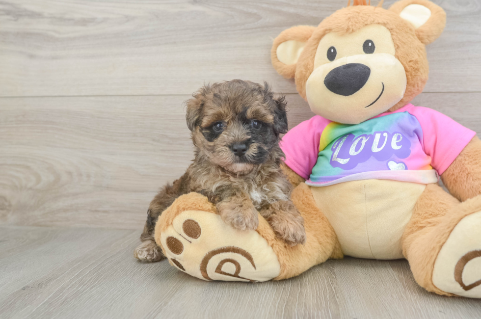 5 week old Maltipoo Puppy For Sale - Seaside Pups