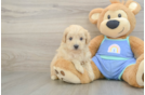 Best Maltipoo Baby
