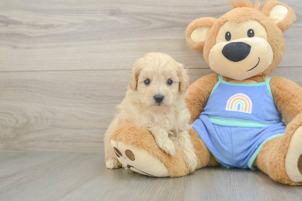 Best Maltipoo Baby