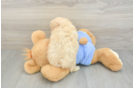 Maltipoo Pup Being Cute