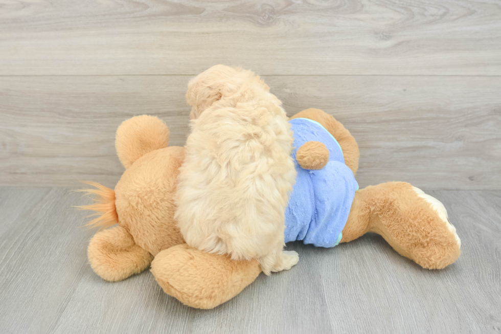 Maltipoo Pup Being Cute