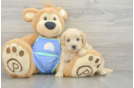 Adorable Multipoo Poodle Mix Puppy