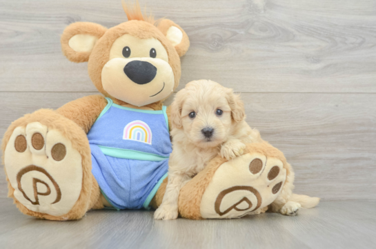 Adorable Multipoo Poodle Mix Puppy