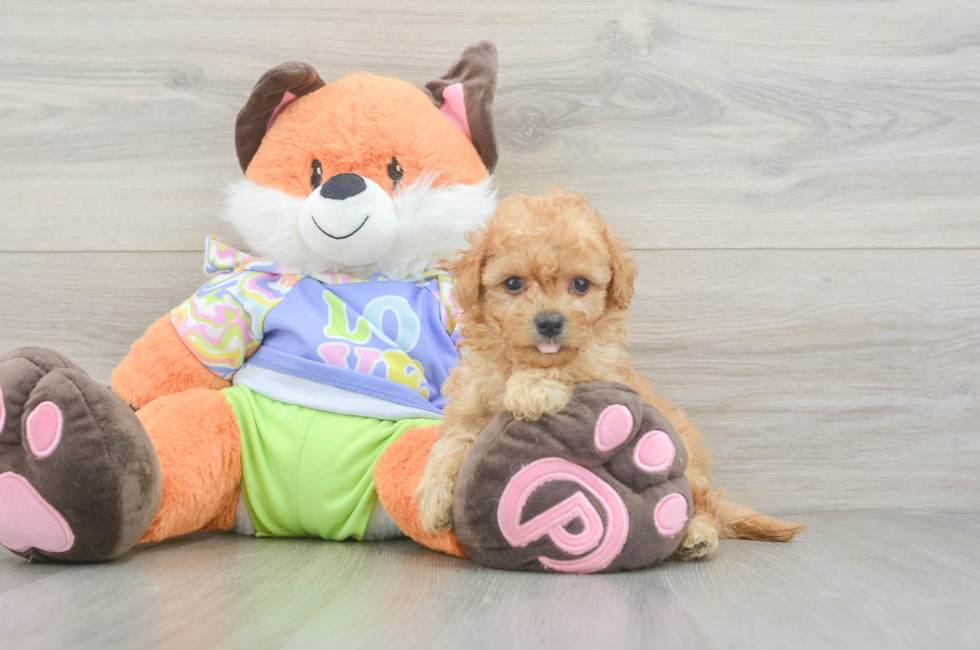 5 week old Maltipoo Puppy For Sale - Seaside Pups