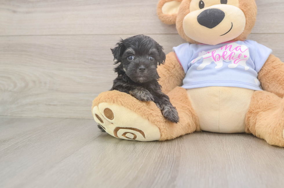 5 week old Maltipoo Puppy For Sale - Seaside Pups
