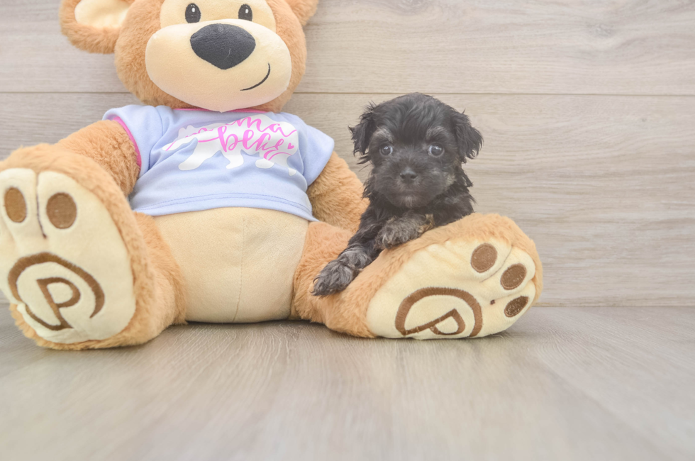 8 week old Maltipoo Puppy For Sale - Seaside Pups