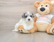 8 week old Maltipoo Puppy For Sale - Seaside Pups