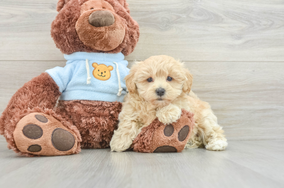 8 week old Maltipoo Puppy For Sale - Seaside Pups