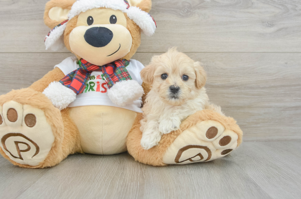 6 week old Maltipoo Puppy For Sale - Seaside Pups