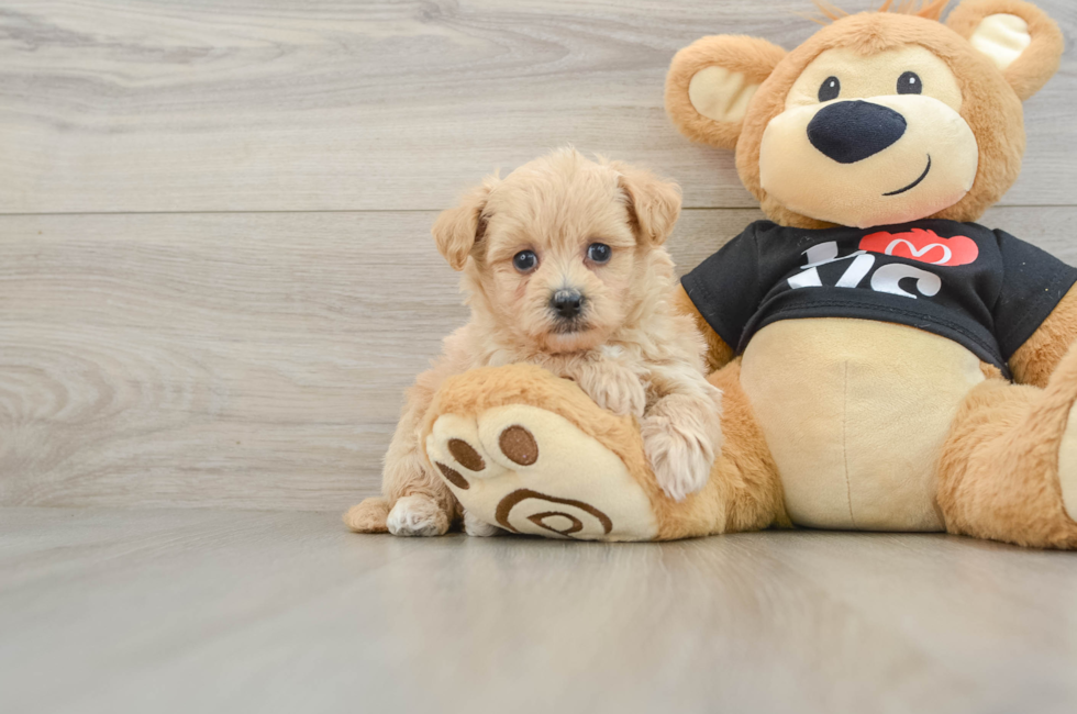 6 week old Maltipoo Puppy For Sale - Seaside Pups