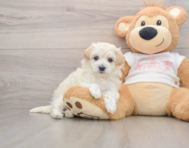 8 week old Maltipoo Puppy For Sale - Seaside Pups