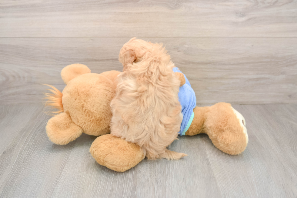 Little Maltidoodle Poodle Mix Puppy