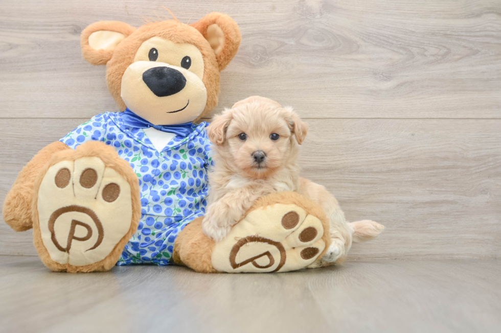 Energetic Moodle Poodle Mix Puppy