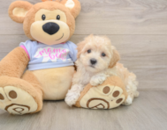 8 week old Maltipoo Puppy For Sale - Seaside Pups