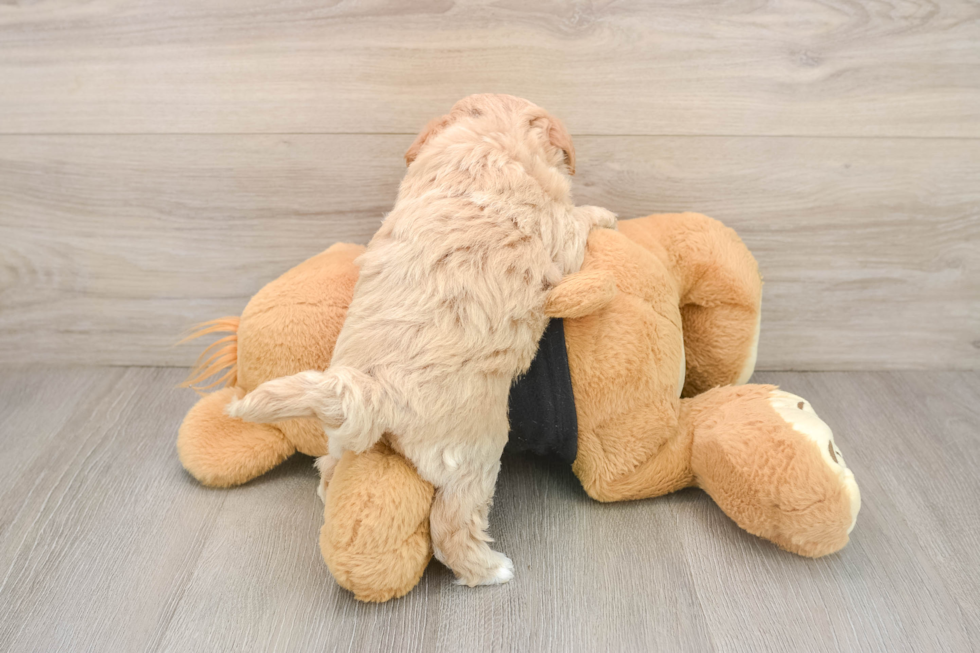 Playful Maltepoo Poodle Mix Puppy