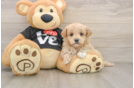 Hypoallergenic Maltese Poodle Poodle Mix Puppy