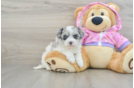 Maltipoo Puppy for Adoption