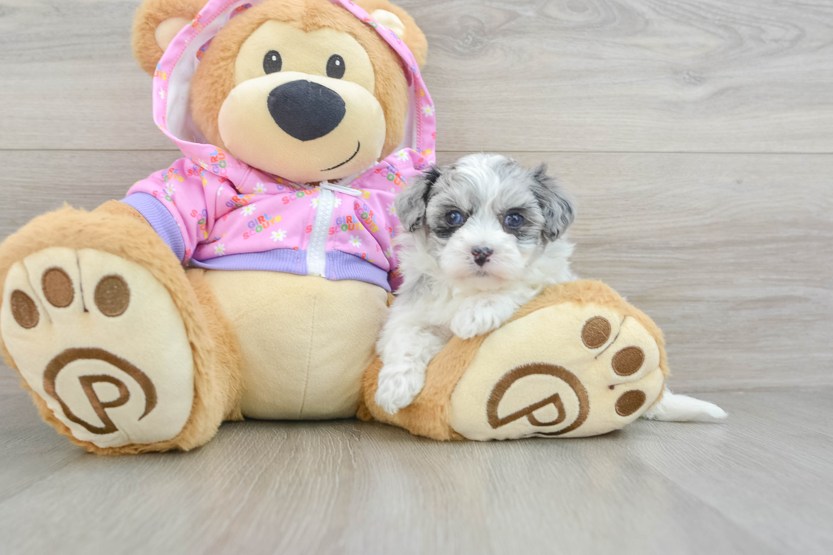 Maltipoo Puppy for Adoption