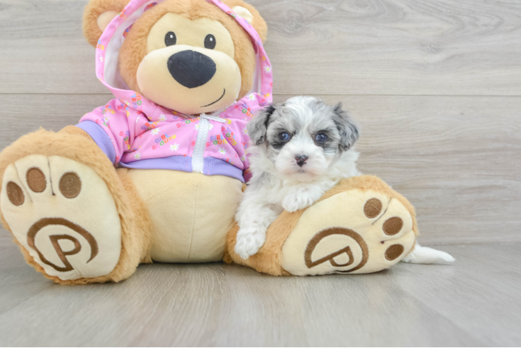 Maltipoo Puppy for Adoption