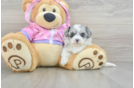 Maltipoo Puppy for Adoption