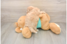 Best Maltipoo Baby