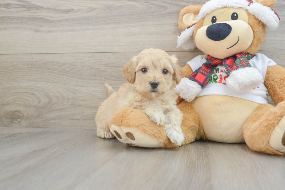 Small Maltipoo Baby