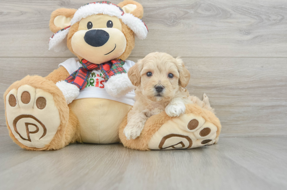 6 week old Maltipoo Puppy For Sale - Seaside Pups