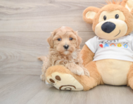 9 week old Maltipoo Puppy For Sale - Seaside Pups