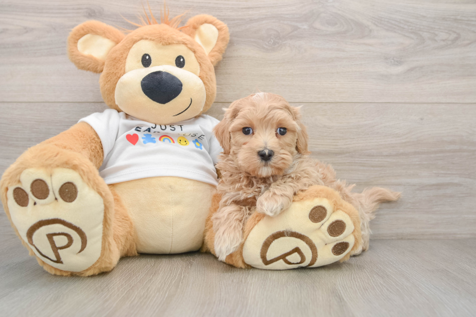 Popular Maltipoo Poodle Mix Pup