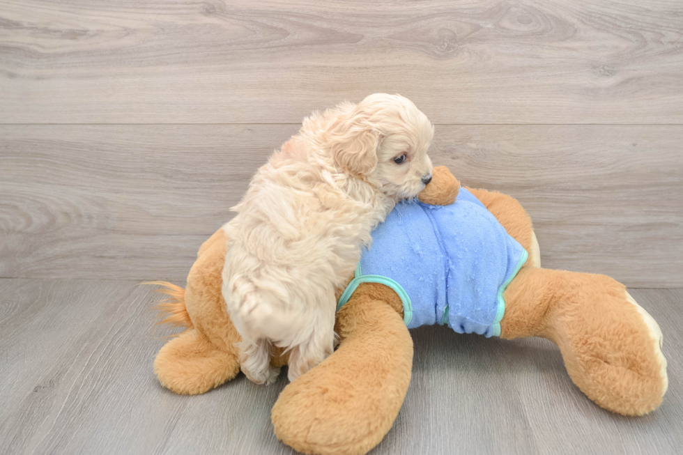 Sweet Maltipoo Baby
