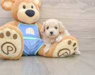 9 week old Maltipoo Puppy For Sale - Seaside Pups