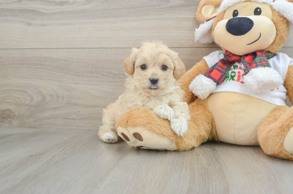 6 week old Maltipoo Puppy For Sale - Seaside Pups