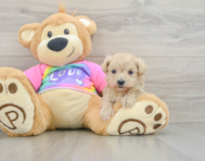 8 week old Maltipoo Puppy For Sale - Seaside Pups