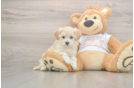 Friendly Maltipoo Baby