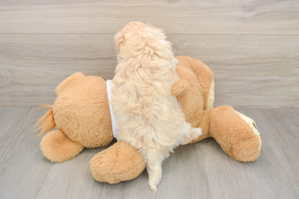 Playful Maltepoo Poodle Mix Puppy