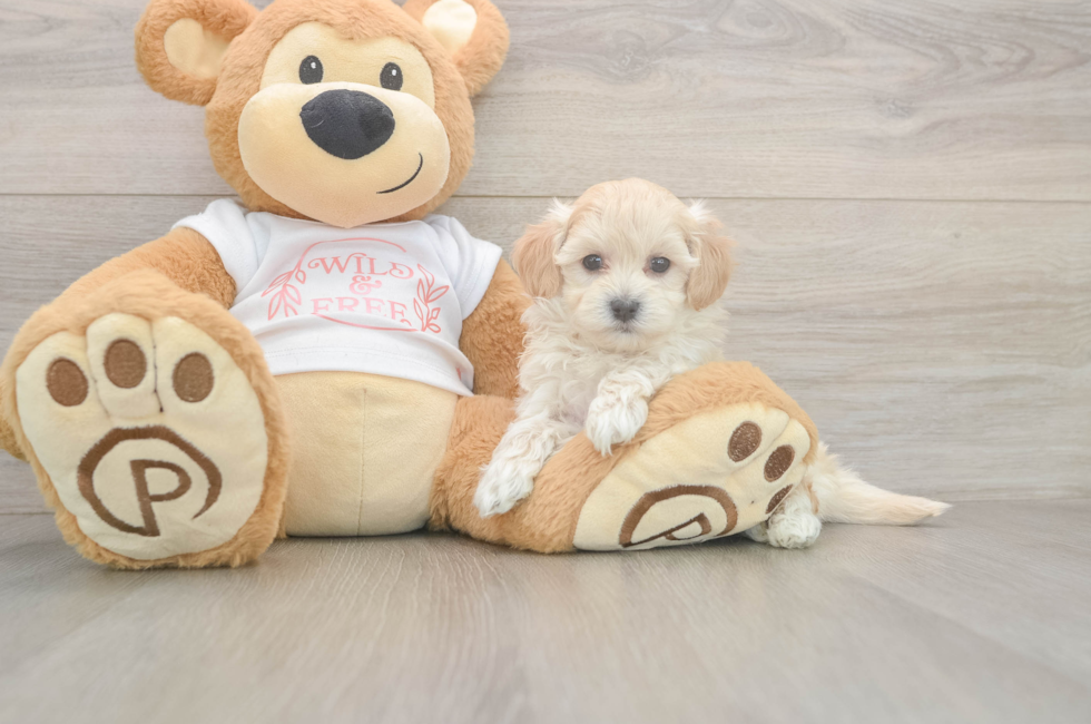 5 week old Maltipoo Puppy For Sale - Seaside Pups