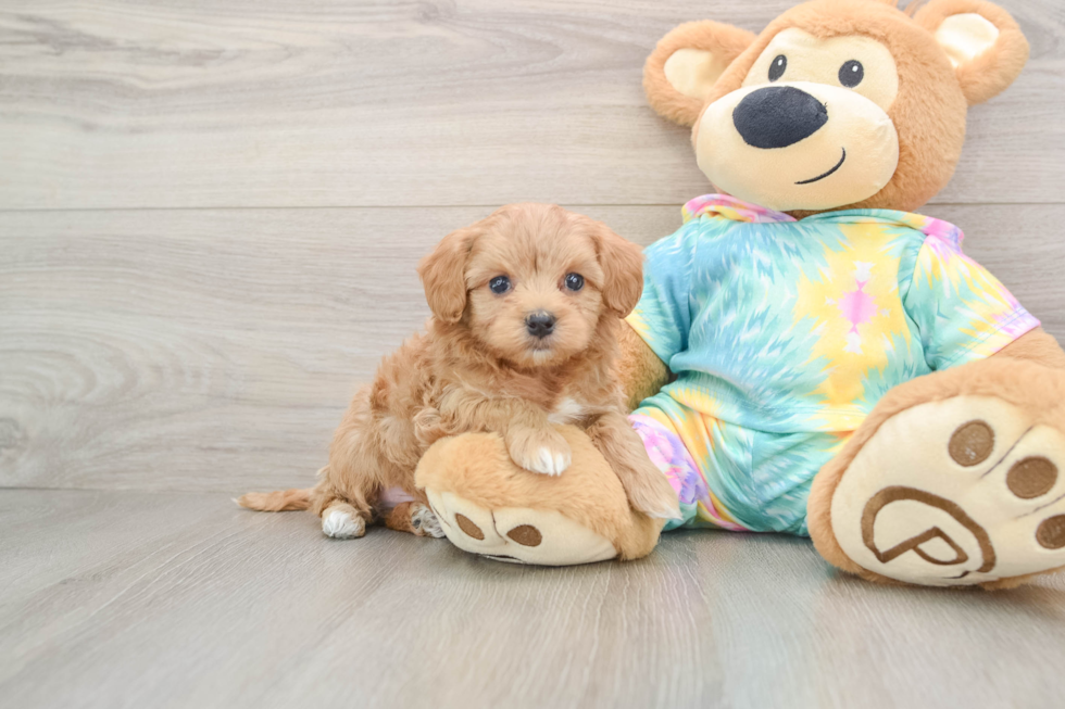 Best Maltipoo Baby