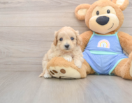 9 week old Maltipoo Puppy For Sale - Seaside Pups
