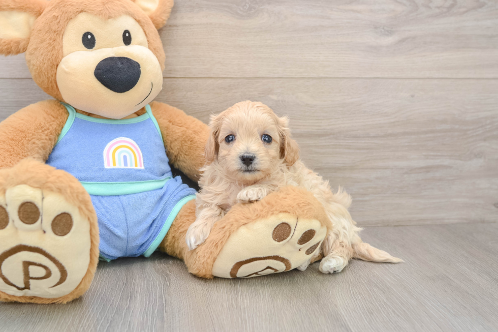 Maltipoo Pup Being Cute