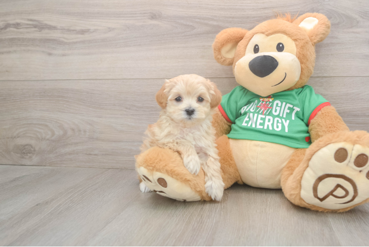 Adorable Maltidoodle Poodle Mix Puppy